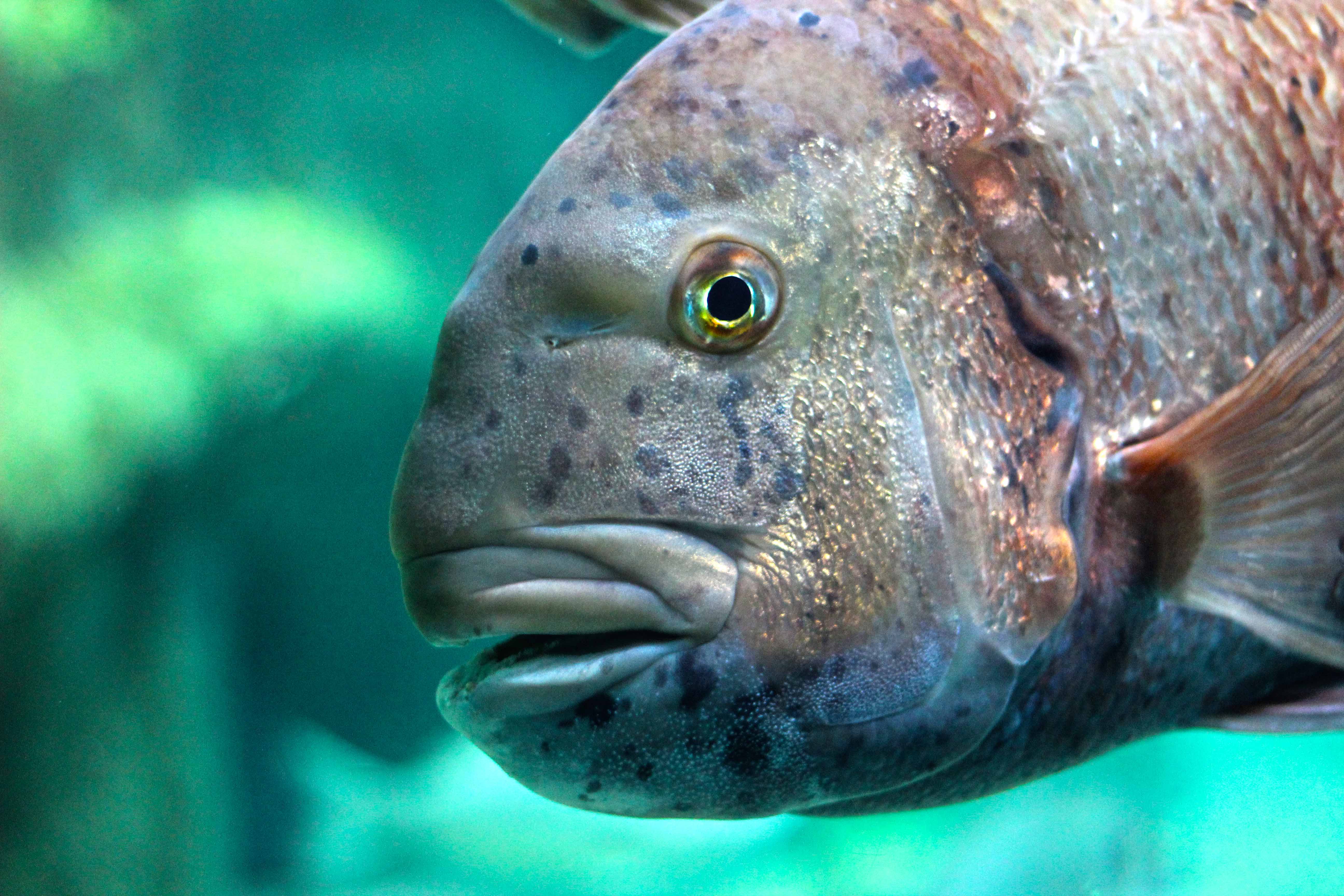 363_alta_Aquarium Pagrus Auriga.JPG